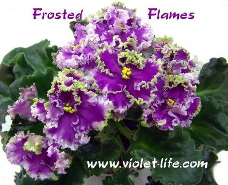 FrostedFlames1