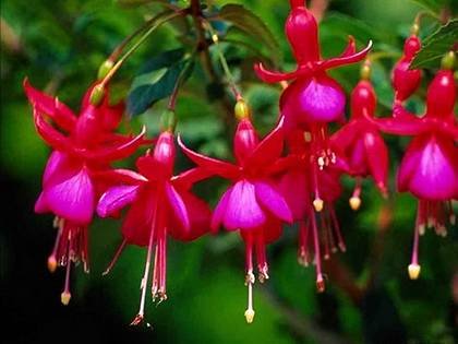 Fuchsia10