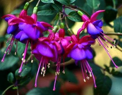 Fuchsia11