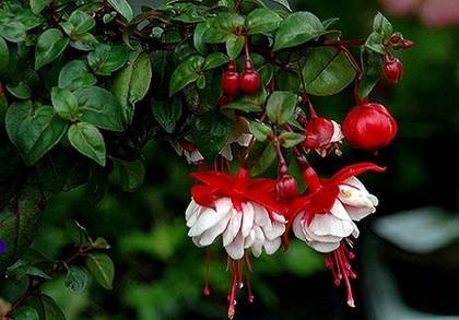 Fuchsia12