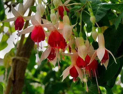 Fuchsia13
