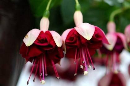 Fuchsia14