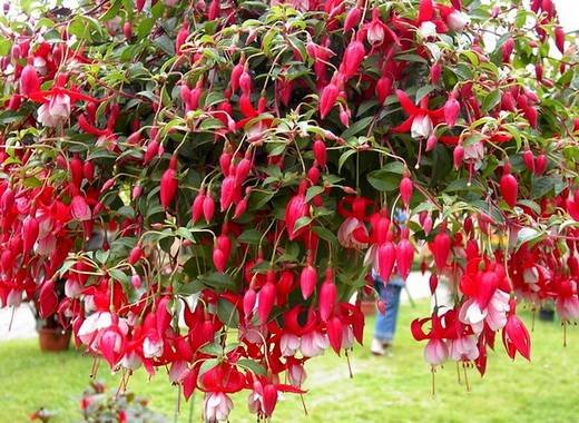 Fuchsia15