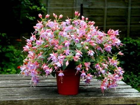 Fuchsia16