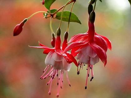 Fuchsia17