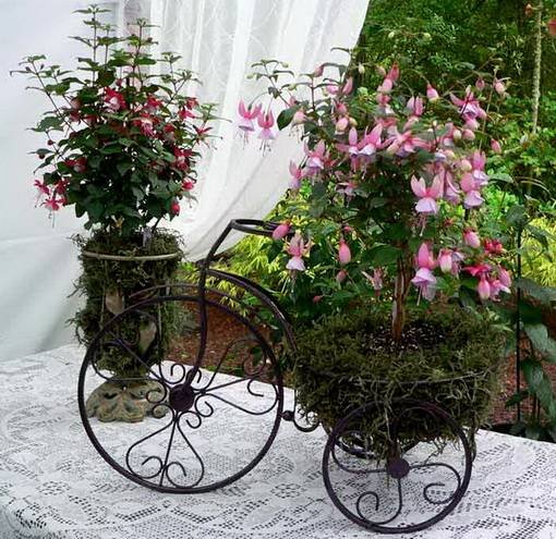 Fuchsia18