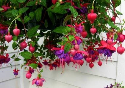 Fuchsia2