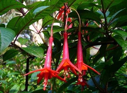 Fuchsia4