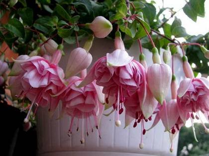 Fuchsia6