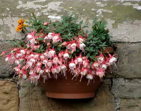 Fuchsia8