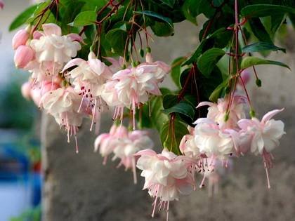 Fuchsia9
