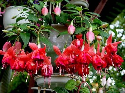 FuchsiaBicentennial1