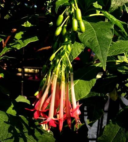 FuchsiaCorymbiflora1