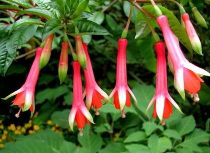 FuchsiaDenticulata1