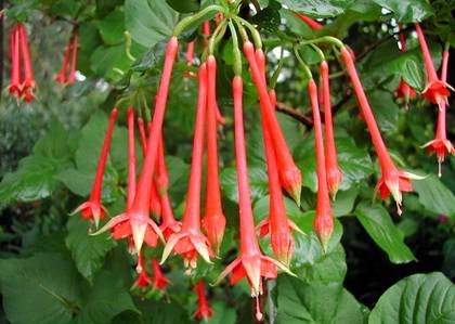 FuchsiaFulgens1
