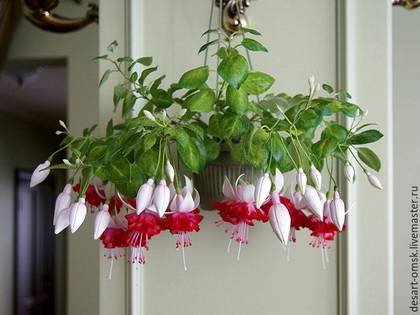 FuchsiaHybrida1