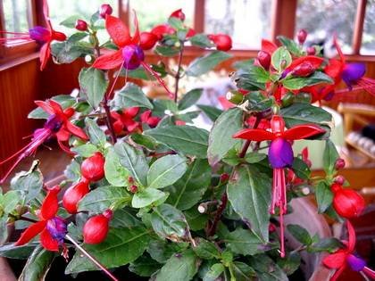 FuchsiaMacrostigma1