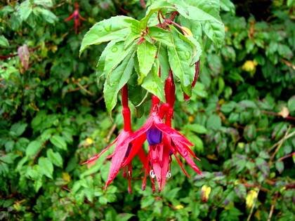 FuchsiaMagellanica1