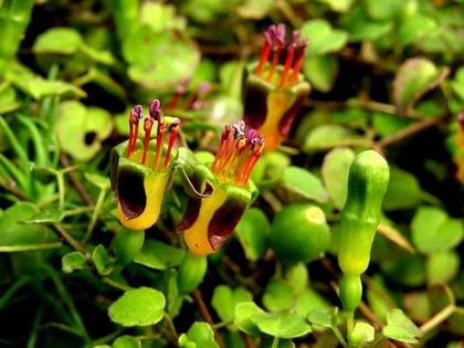 FuchsiaProcumbens1
