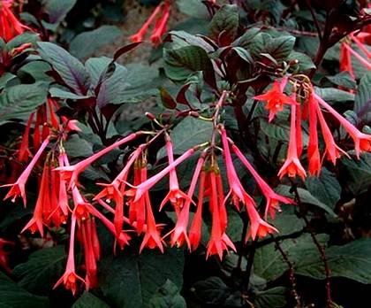 FuchsiaTriphylla1