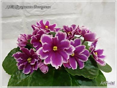 ФуксиеваяБалерина4