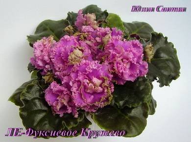 ФуксиевоеКружево5