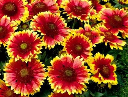 Gaillardia1
