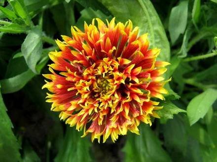 Gaillardia10