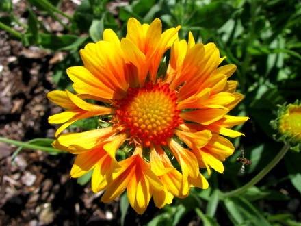 Gaillardia11