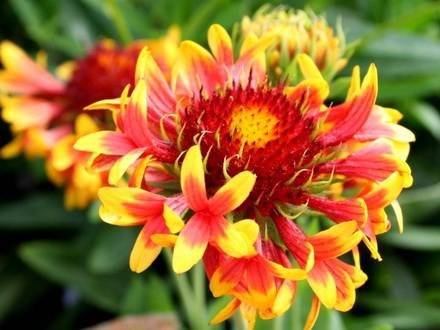 Gaillardia12