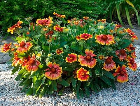 Gaillardia13