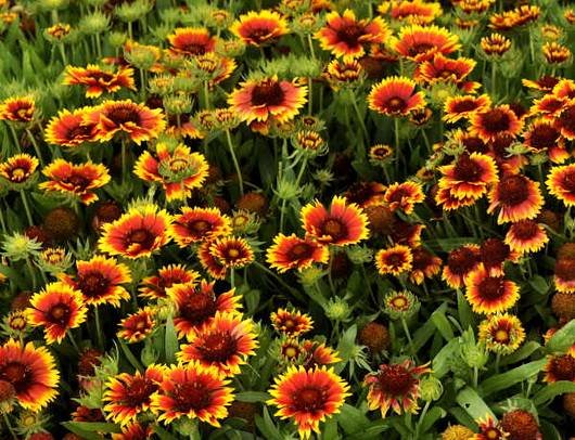 Gaillardia14