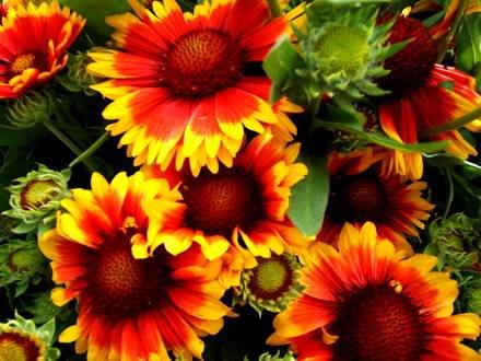 Gaillardia2