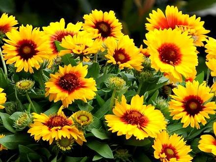 Gaillardia3