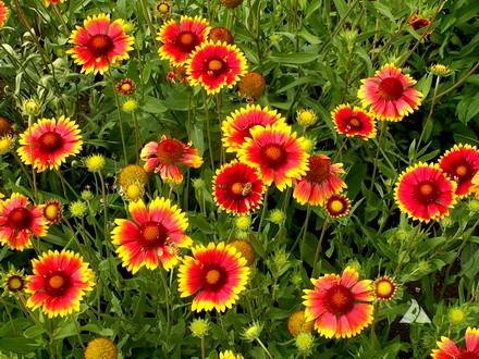 Gaillardia33