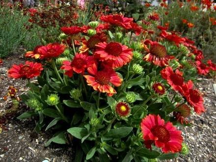 Gaillardia4
