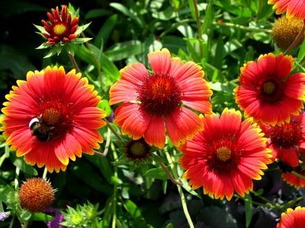 Gaillardia5