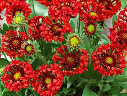 Gaillardia6
