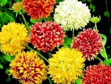 Gaillardia7