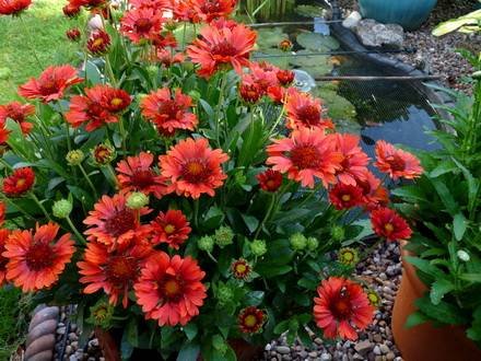 Gaillardia8