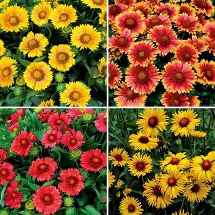 Gaillardia9