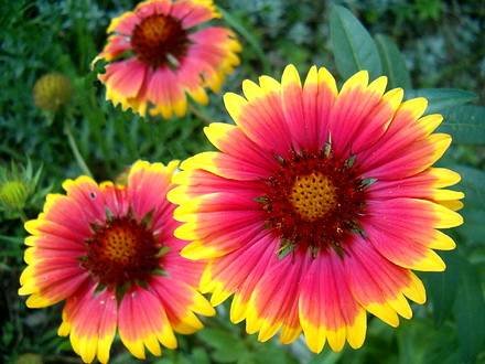 GaillardiaAristata