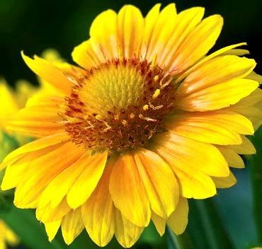 GaillardiaArizonaApricot