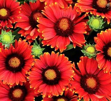 GaillardiaArizonaRedShade