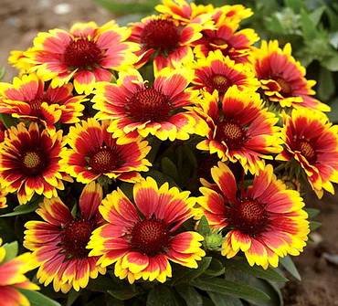 GaillardiaArizonaSun