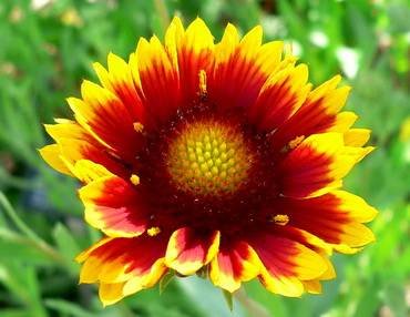 GaillardiaBijou