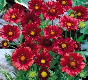 GaillardiaBurgunder