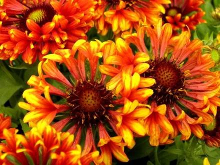 GaillardiaHybrida
