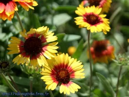 GaillardiaLanceolata