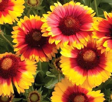 GaillardiaMesaBrightBicolour